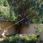 Tree Removal and Relocation page image
