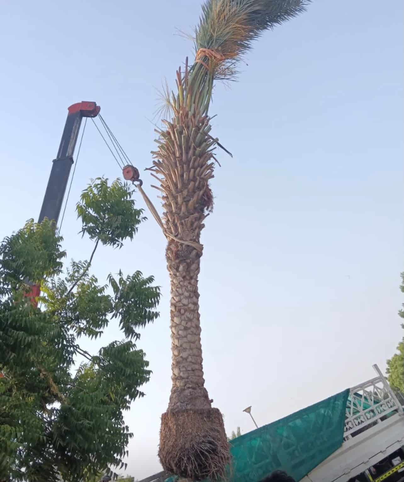 Date palm removal and relocation in Dubai — crane lifting a mature palm tree